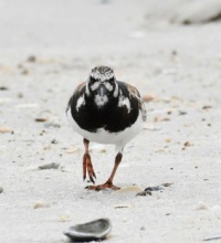 Pretty Bird on Long Island,  NY,  USA