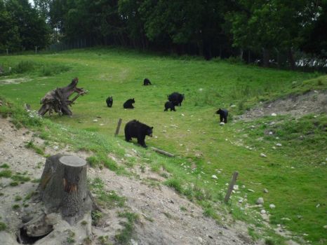 sorte bjørne