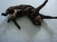 Molly Taking a Stretch...