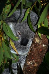Shy koala