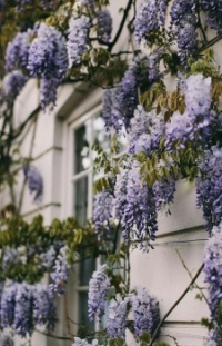 Wisteria in full bloom
