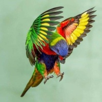 Rainbow Parrot-NG