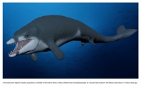 Tutcetus ... Earliest Known Fully Aquatic Whale... Just Discovered!