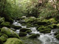 brook trout stream