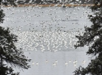 Snow Geese & Swans in Alaska
