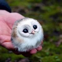 Fluffy baby owl