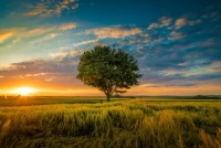 Tree in a beautiful sunset