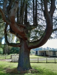 Tree in Dargo, Vic, Aus
