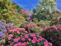 Rhododendrons and Dogwoods