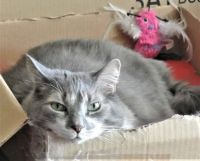Greyson:  relaxing in one of his many boxes.......many