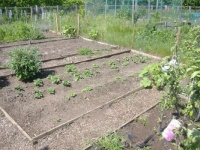 2023 - Spring - Allotment - Potatoes