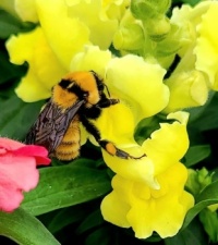 Bumblebee on Snapdragon