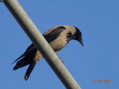 Vrána šedá (Corvus cornix)