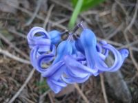 unknown flower