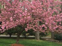 Pink Blossoms