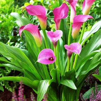 Beautiful Calla Lilies