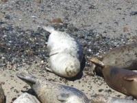 Harbor seal napping