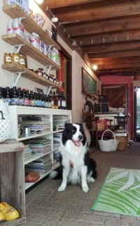 Ollie at the farm shop