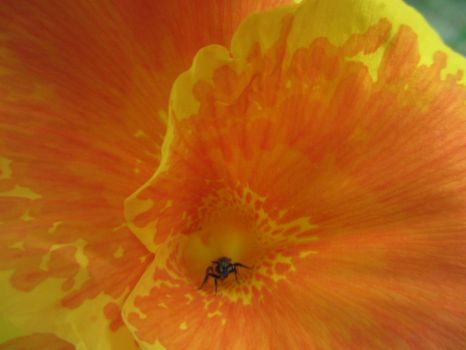 Bug on flower