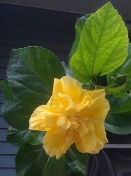 My double yellow hibiscus is happily blooming today.