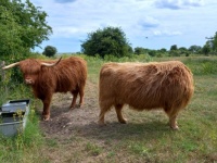 The headless cow