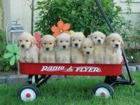 Puppies in wagon