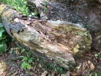 62174623_10156879229630100_3778071233216643072_n