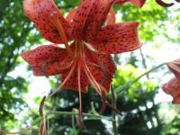 red tiger lily
