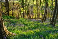 More Bluebells in the Clyde Valley