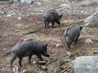 Boar hogs in Finland