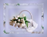 White tulips in basket