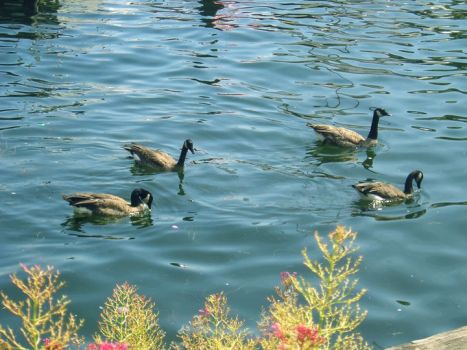 Canadian Geese Feeding