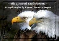 Decorah Eagle Project