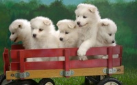 wagonload of samoyed puppies (Smaller Size as Requested) Enjoy!!