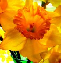 large daffodil