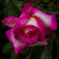 Vibrant Rose