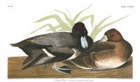 J.J.Audubon - Scaup Duck (Plate 229)