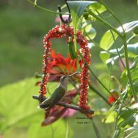 Hummingbird on swing June 2017