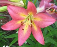 Lily from my yard