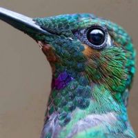 Hummingbird - close up