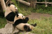 panda's in wenen