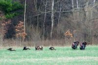 turkeys near our farm