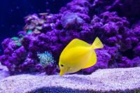 The Yellow Tang Fish