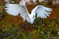 White Heron