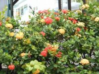 Flowers in the Caribbean