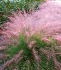 Stachys - "Pink Cotton Candy Grass"