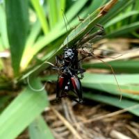 Assassin Bug