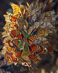 Monarch Butterflies by Dave Collins