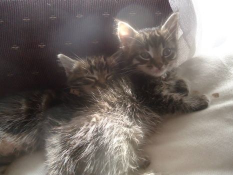Sylvester & Felix as kittens