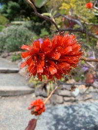 Bottle Brush